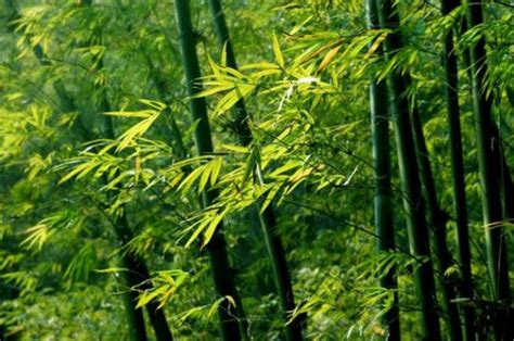 觀賞竹子種類 中午12點時辰